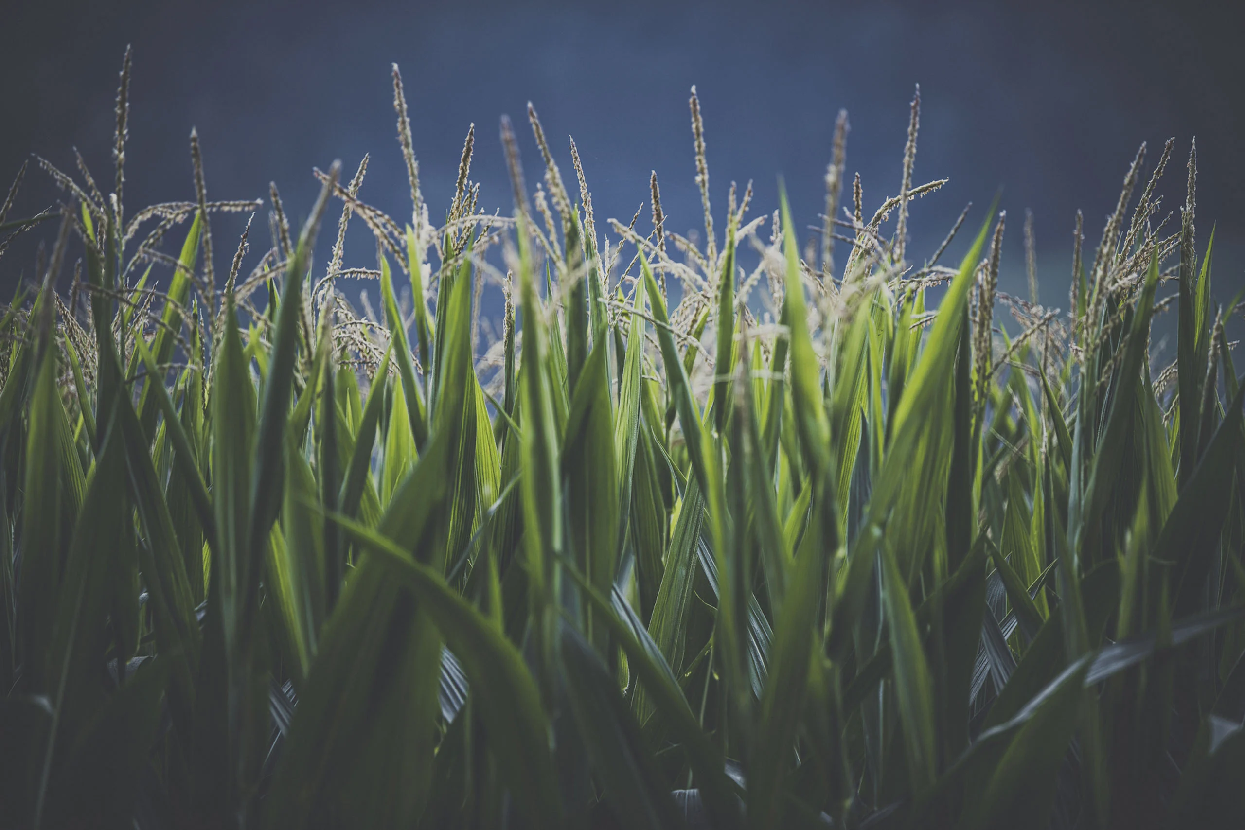 Bildergalerie des Aparthotel Stacherhof in Fügen